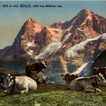 Eiger und Mönch - Kühe