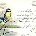 Blaumeisen - Litho