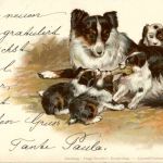 Hunde - Litho