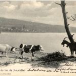 Bords du lac de Neuchatel - Kühe Ziege