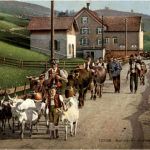 Wiesbad Steinegg - Heimkehr von der Alp - Ziegen goat