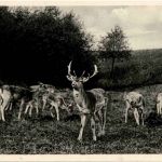 Goslar - Wildgehege der Sennühle - Rehe