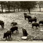 Moritzburg - Im Wildpark - Wildschweine