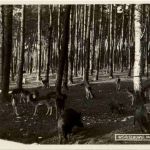 Moritzburg - Im Wildpark - Rehe