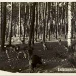 Moritzburg - Im Wildpark - Wildschweine