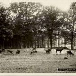 Moritzburg - Im Wildpark - Rehe