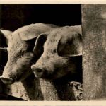 Schwein - Pig