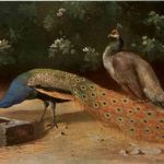 Pfau
