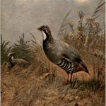 Vogel