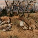 Vogel