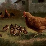 Huhn chicken