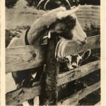 Ziege - Goat