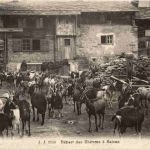 Depart des Chevres a Salvan - Ziegen Goat