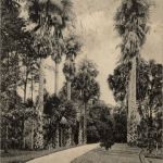 Ceylon - Talipot Palms in Flower - Peradenlya Gardens