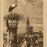 Strasbourg - Nid de Cigognes