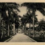 Habana - Calle de Palmas