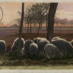 Schafe Sheep
