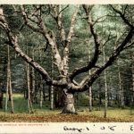The Wizard Tree - Intervale