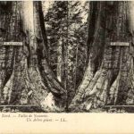 Yosemite - Stereo Card