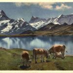 Grindelwald - Bachsee