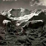 Grindelwald - Bei der Station First Kuh cow