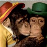 Monkey Affen