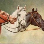 Pferd - Horse