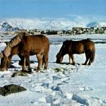 Reykjavik um vetur