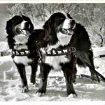 Berner Sennhunde - Haus Bergfrieden