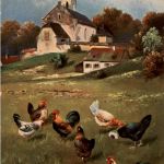 Frohe Ostern - Chicken