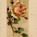 Catherina Klein - Rose