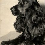 Cockerspaniel