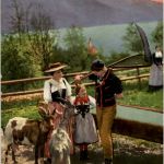 Alm - Ziege Goat