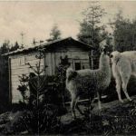 Wildpark - Rothöhe bei Burgdorf