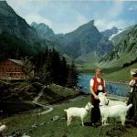 Im Alpstein - Ziegen Goat