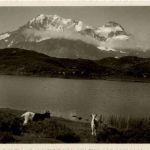 Hopschen See mit Ziegen - Goat