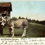 Gruss aus den Bündner Bergen - Kuh