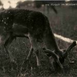 St. Gallen - Peter und Paul Hirsch