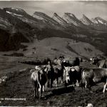 Auf Frosalp im Obertoggenburg