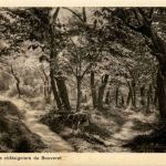 Dans la foret de chataigniers du Bouveret