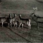 Langnau am Albis - Wildpark Langenberg - Hirsche
