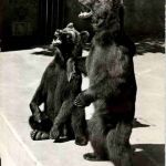 Langnau am albis - Wildpark Langenberg - Braunbären - Bear