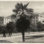 Locarno - Viale delle Palme