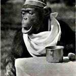 Zürich - Zoo - Schimpanse - Monkey