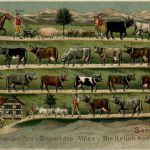 Heimkehr von der Alm - Prägekarte