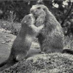 St. Gallen - Wildpark - Murmeltiere