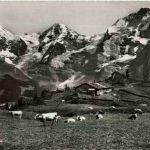 Die Jungfraugruppe mit Kühen