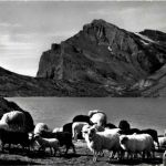Daubensee am Gemmipass - Schafe