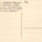 Romanshorn - Mittlere Alleestrasse