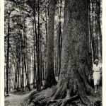 Hohegeiss - Dicke Tannen